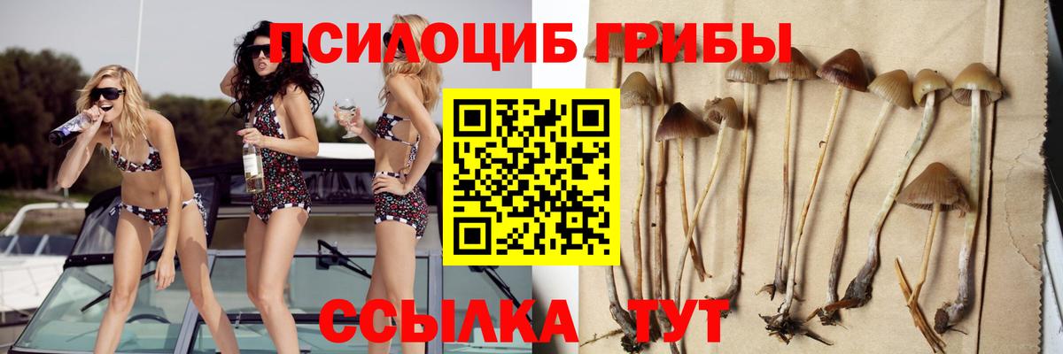 Галлюциногенные грибы Psilocybe Волгоград
